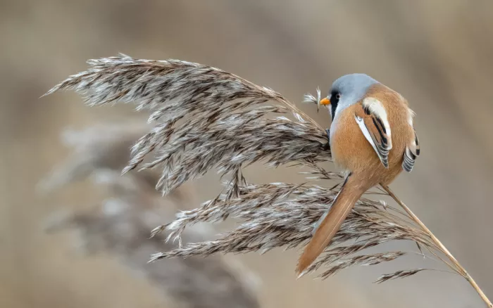 Helsen, Eddy: Bearded Tit