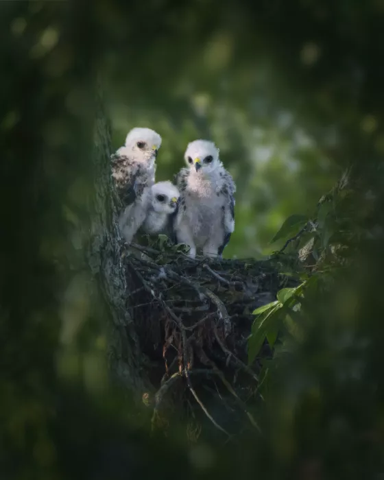 Zhao, Qing: Curious Little Three