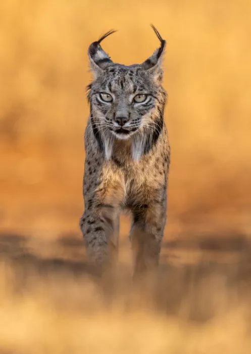 Curto, Jose: Morning lynx