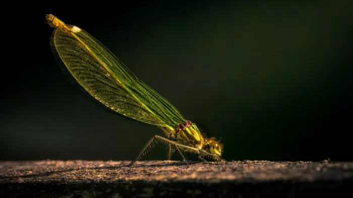 Horst, ter Gert: Female banded demoiselle (Calopteryx splendens)