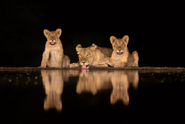 LI, MIN: Familia de leones