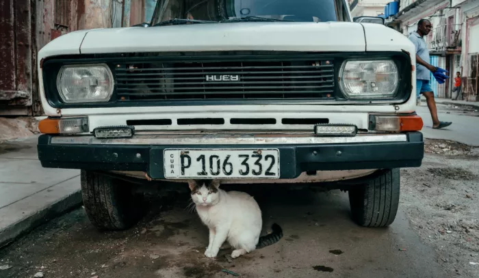 Bauer, Andy: Katze