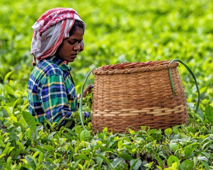 Golani, Aharon: Picking tea leaves