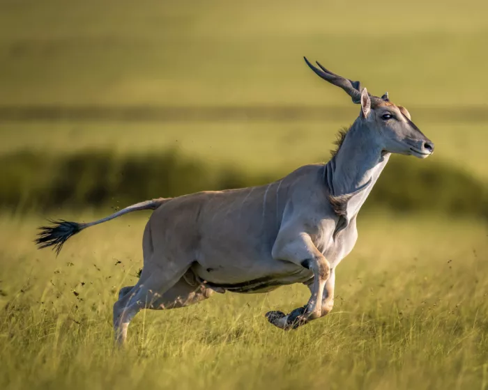 Elsheshtawy, Ahmed: Eland