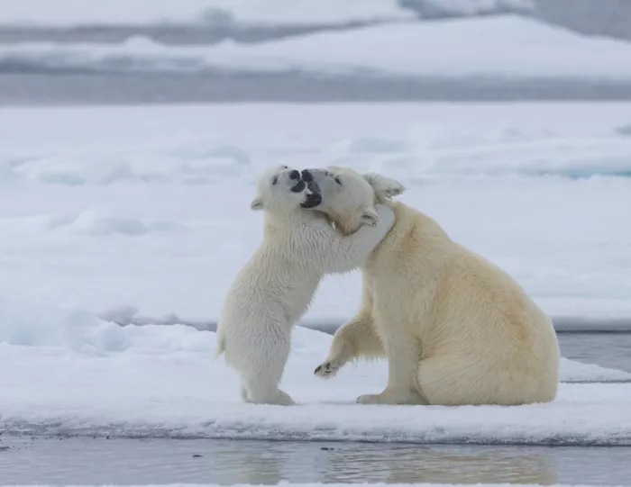 Chawla, Shobhit: The cuddle .. Svalbard