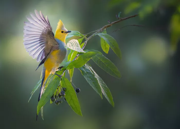 Zhao, Qing: Long Tailed Silky Flycatcher