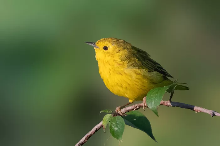 Zhang, Robert: Luì giallo illuminato dal sole