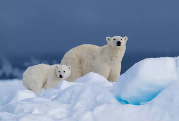 Nagpal, Manish: Mommy and baby