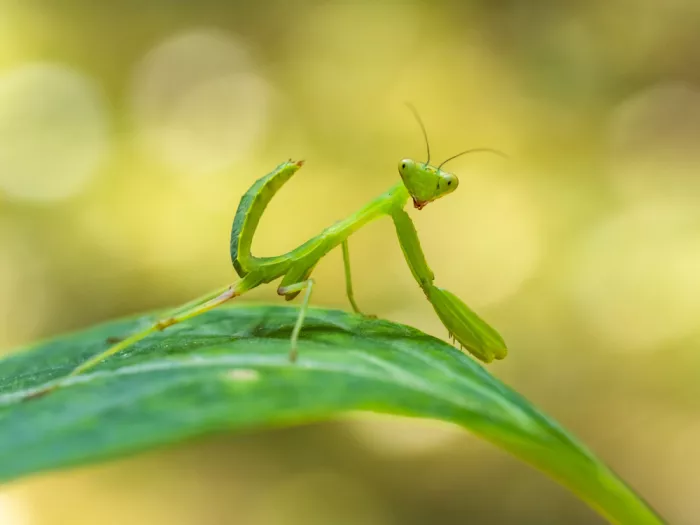 Dan, Udrea: Mantis