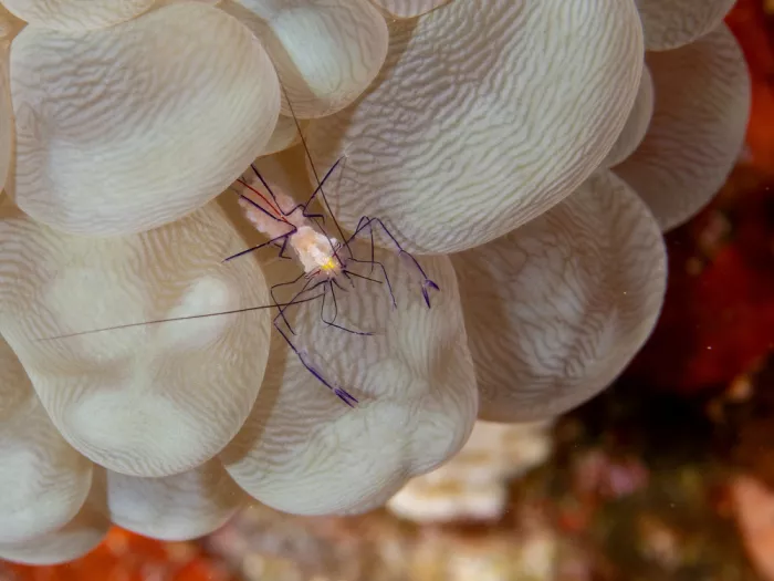 Tov, Ben Ilan: Bubble Coral Shrimp