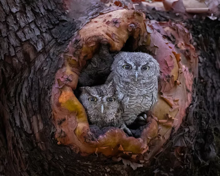Lu, Bill: Madre e bambino
