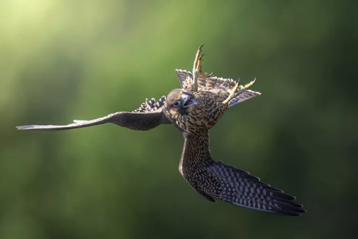 Tan, Sam: Juvenile Peregrine Falcon