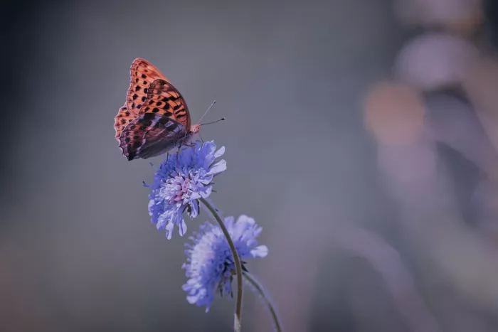 Williams, Stuart: Silver-washed Fritillary.