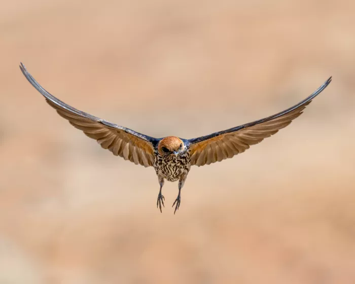 Elsheshtawy, Ahmed: barn swallow