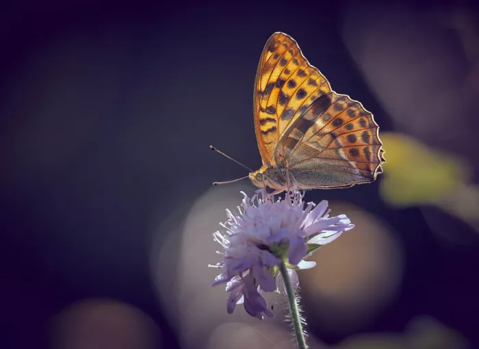 Williams, Stuart: Silver-washed Fritillary.