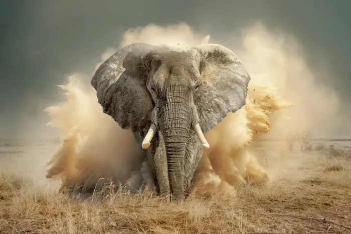 Egger, Marcel: Elefante del desierto