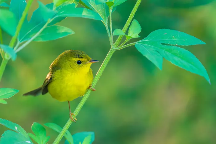 He, Mike: Wilson Warbler