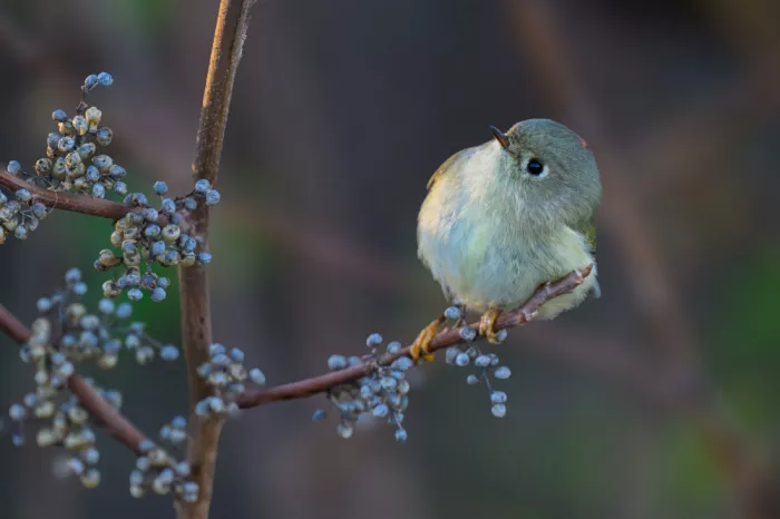He, Mike: Ruby-Crowned Kinglet