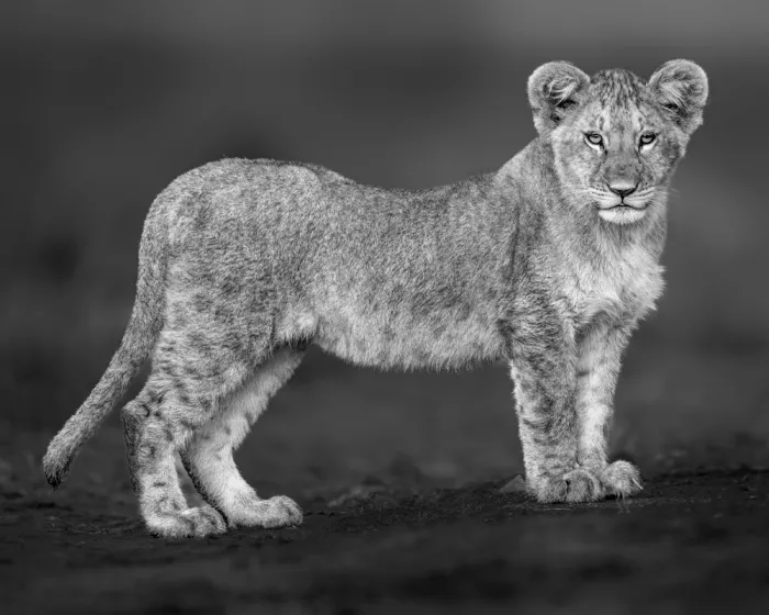 Elsheshtawy, Ahmed: King