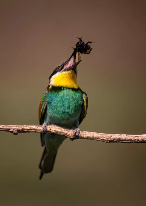 Lai, Vicki: Abejaruco lanzando abeja