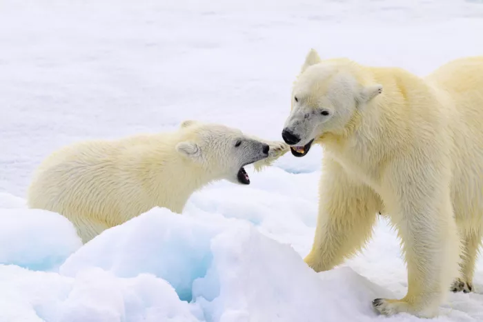 Prasad, Som: Mum and cub playing