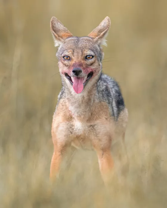 Elsheshtawy, Ahmed: Jackal