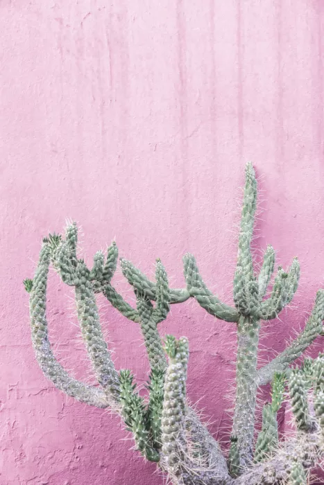 Pienaar, Kathrin: Cactus su rosa