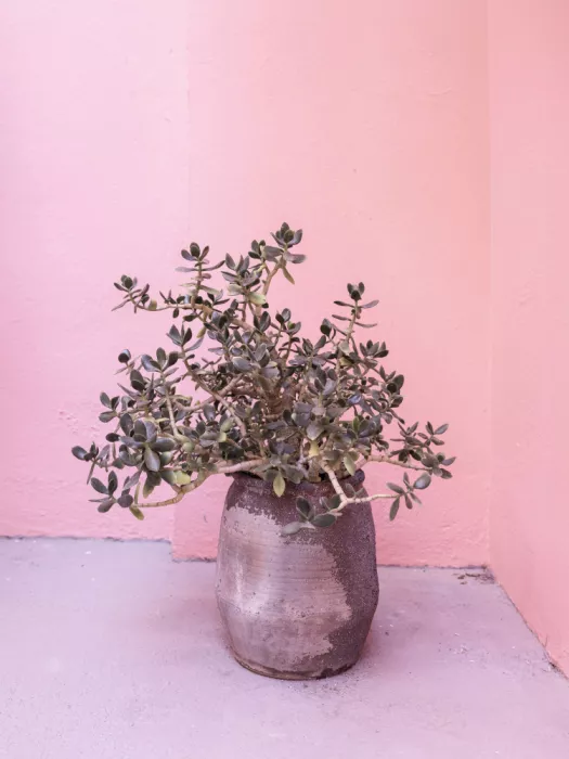 Pienaar, Kathrin: Spanish Rustic Succulent