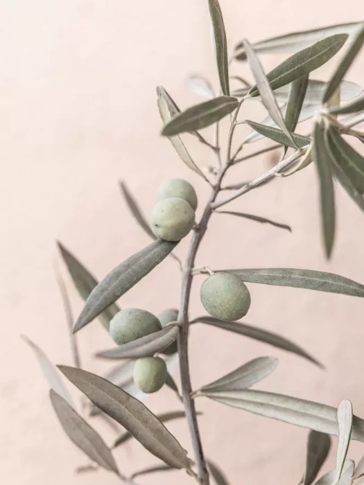 Pienaar, Kathrin: Olive