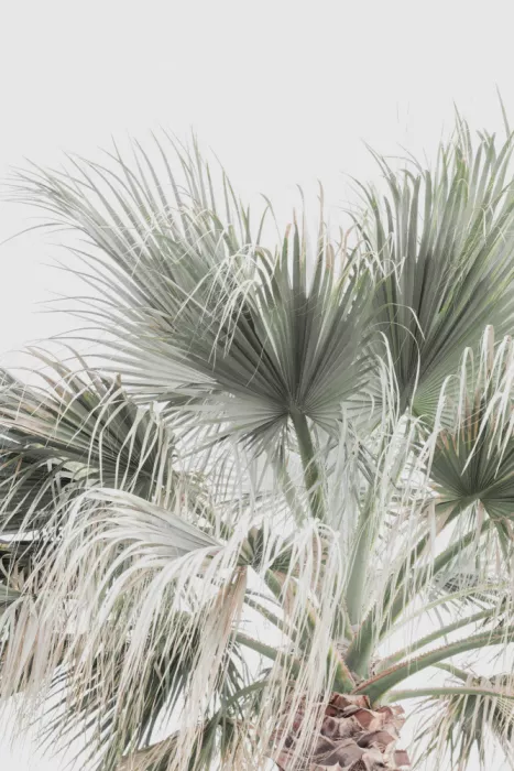 Pienaar, Kathrin: Palm Leaf