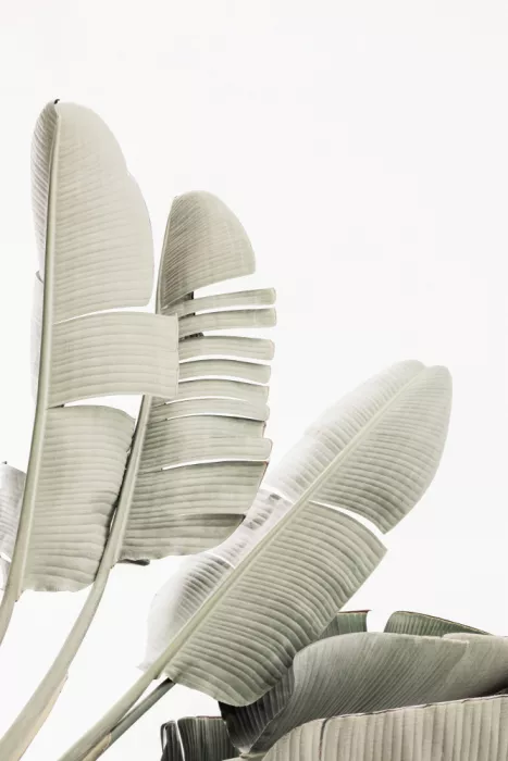 Pienaar, Kathrin: Banana leaf 2
