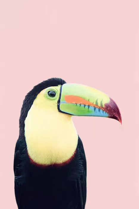 Pienaar, Kathrin: Tucano su rosa