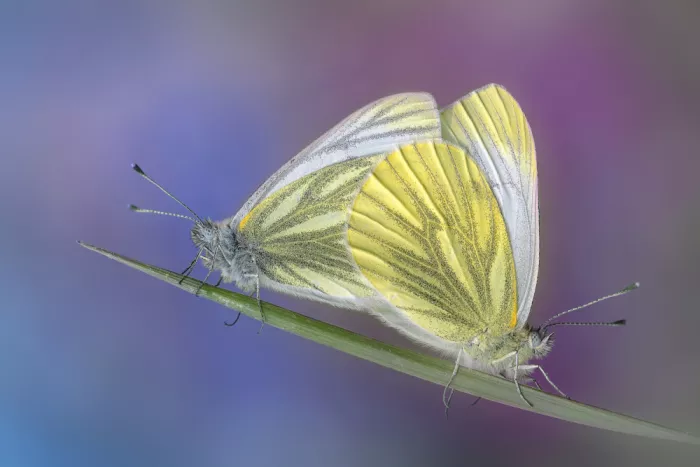 Daminelli, Fabrizio: Pieris napi