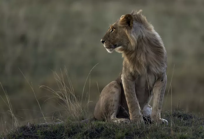 Tsui, Hung: Lion of Kenyan