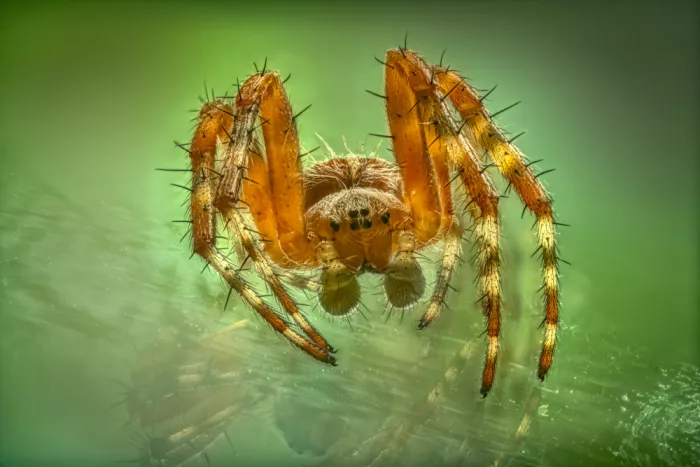 Haaksma, Piet: Araña de cruz