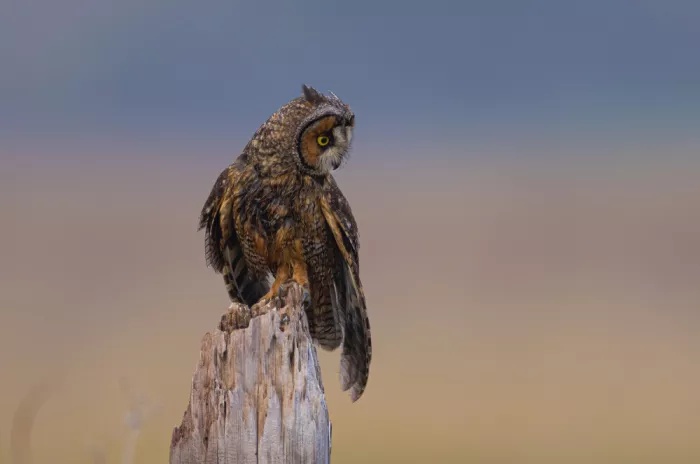 Huang, Johnson: Owl