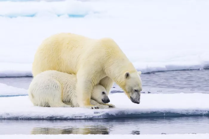 Prasad, Som: Ice Bear Mum and  Cub