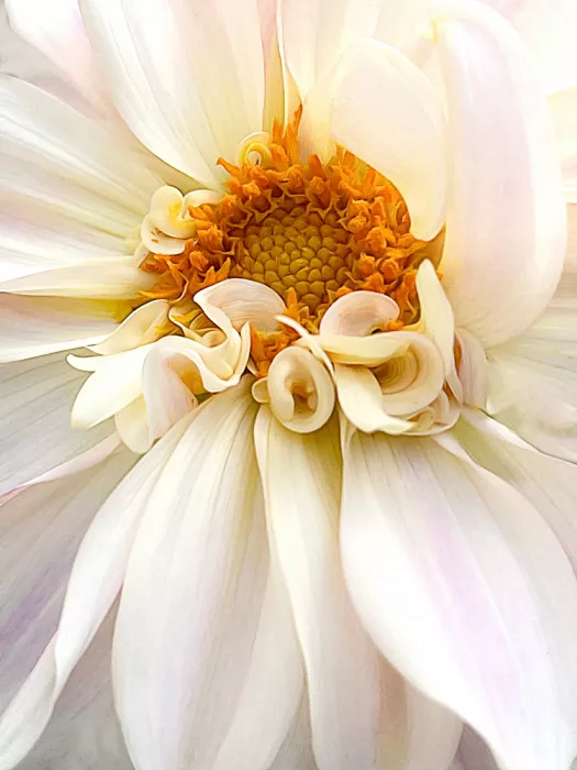 Fletcher, Barbara: The Darling Dahlia