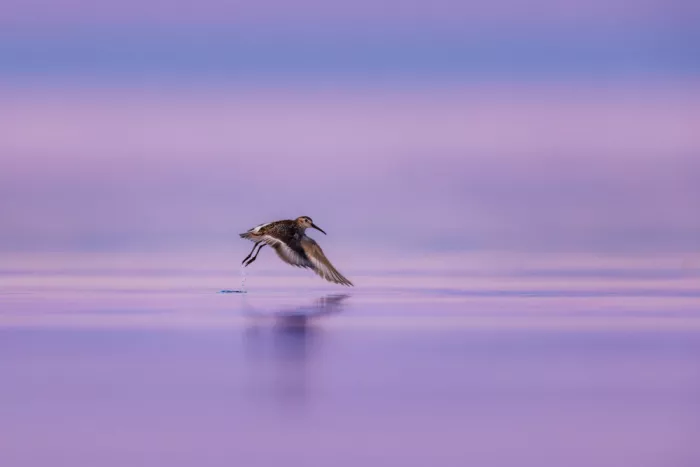 Renmyr, Magnus: Dunlin taking off in the last light