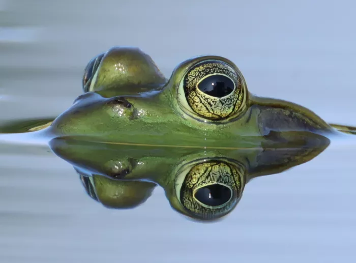Matt: Bullfrog