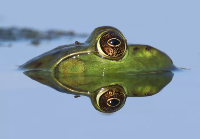 Matt: Bullfrog