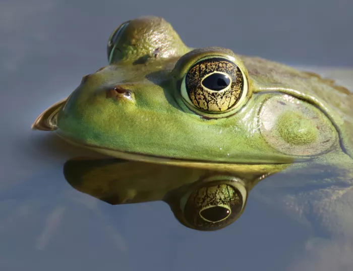 Matt: Bullfrog