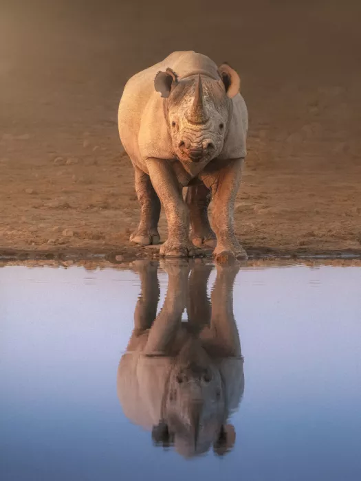 Chen, Nichole: Reflection