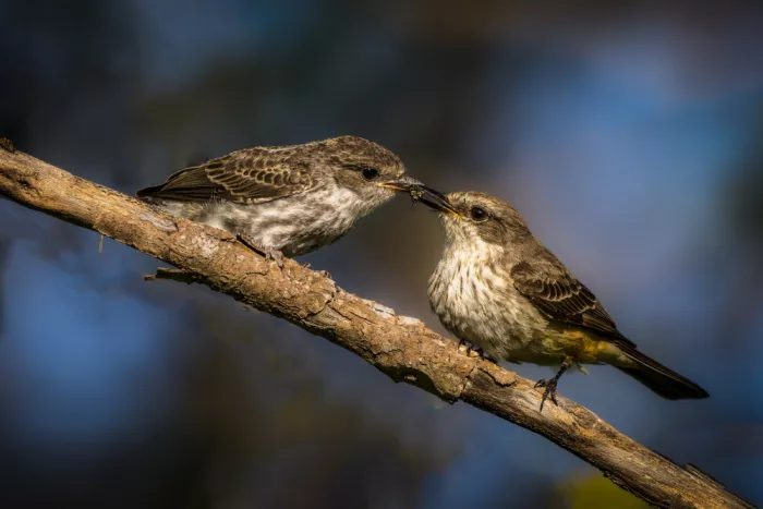 Li, Wanghan: Sharing - Baby Vermilion Flycatchers