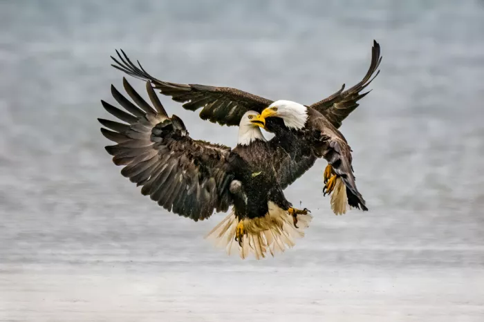 Lipinghu: Bald eagle intimate behavior