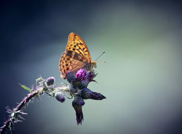 Williams, Stuart: Silver-washed Fritillary.