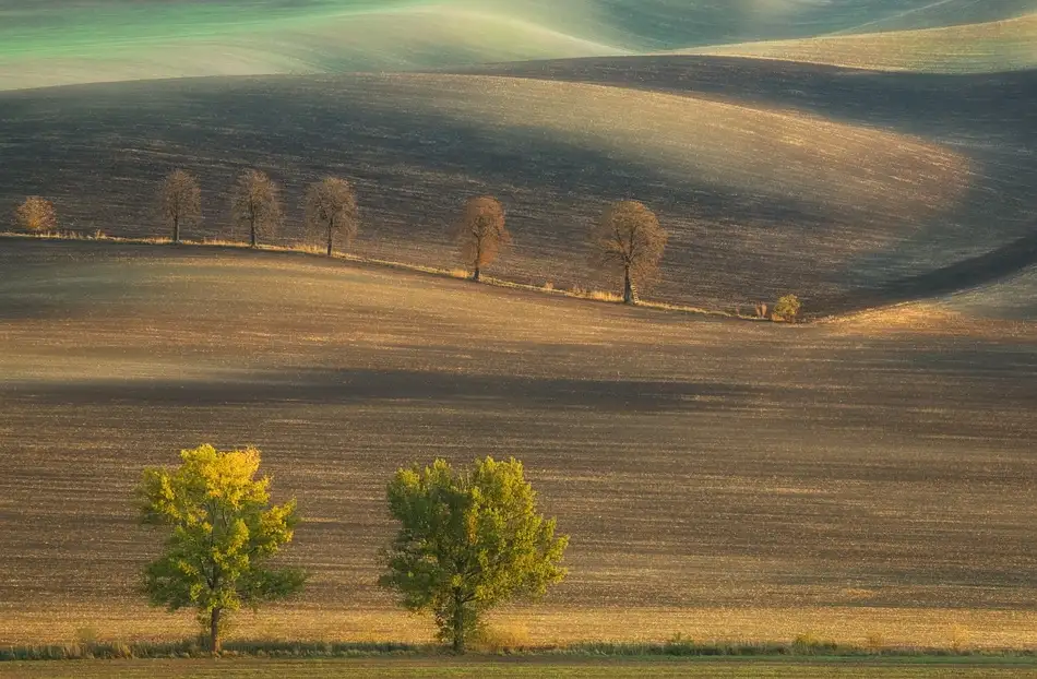Browko, Krzysztof: Des champs...