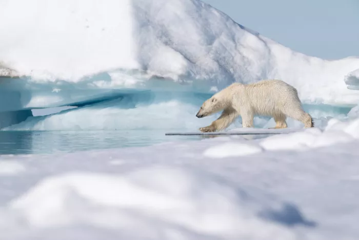 Nagpal, Manish: Walking on ice