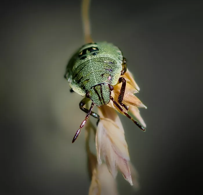 Heg, Zina: Green shield bug