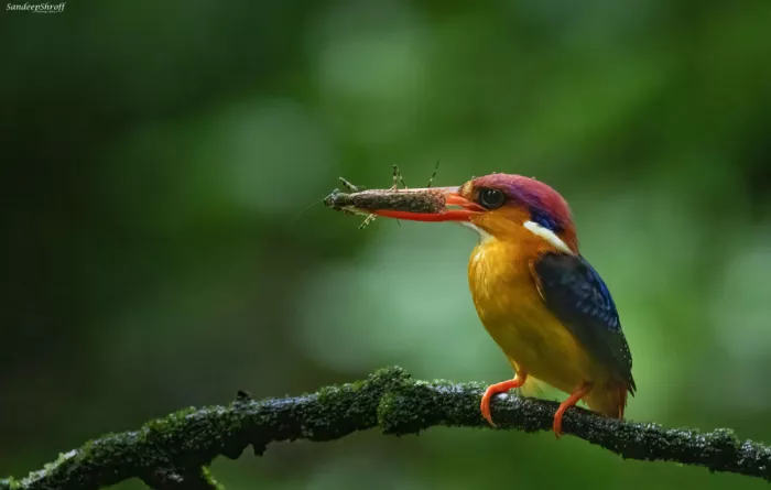 Shroff, Sandeep: Oriental Dwarf Kingfisher with a insect kill